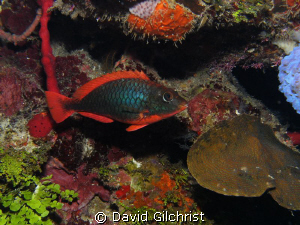 Redband Parrotfish (Initial Phase) on reef off Roatan, Ho... by David Gilchrist 